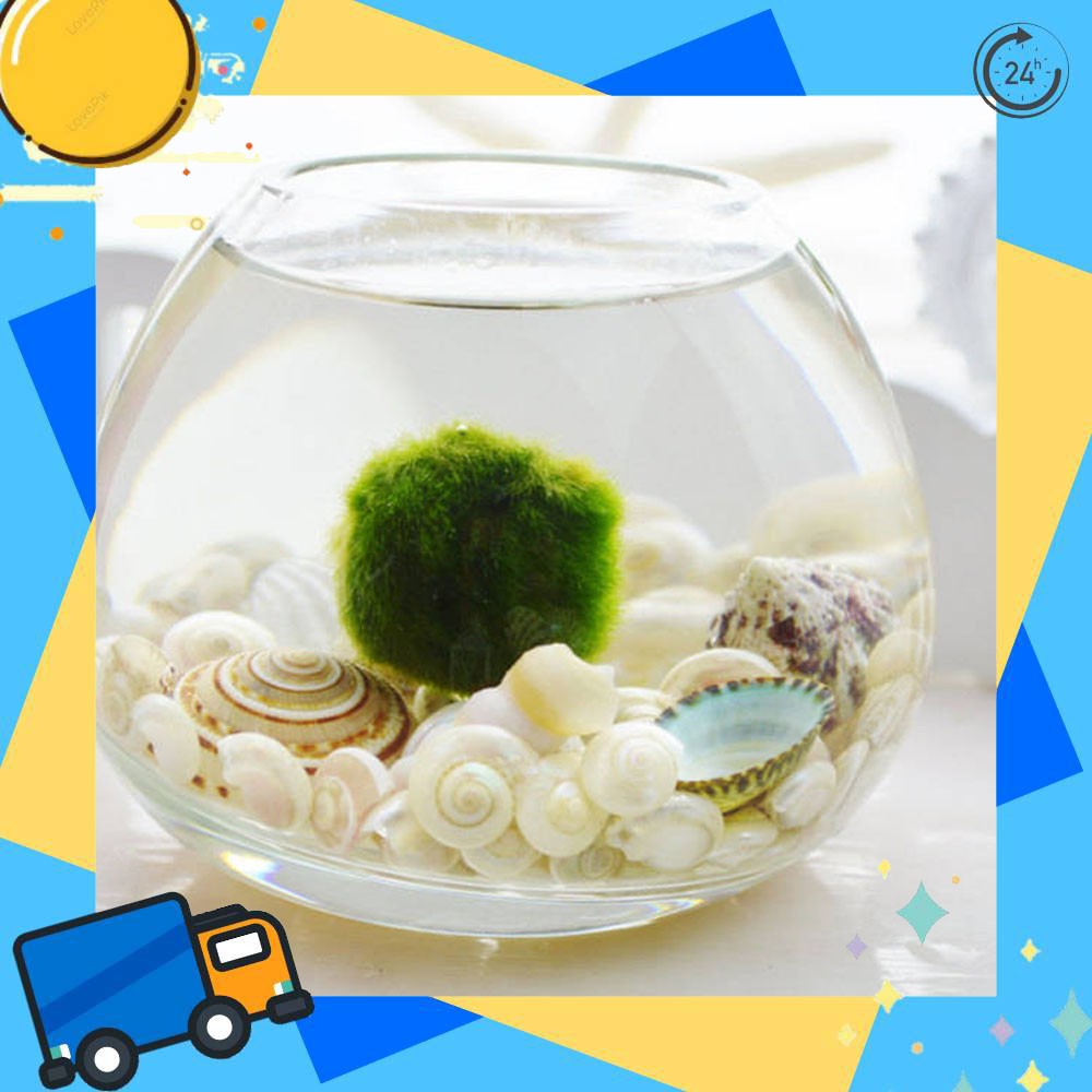 มาริโมะ-3-เซน-marimo-สาหร่ายมาริโมะ-ขนาด-3-cm