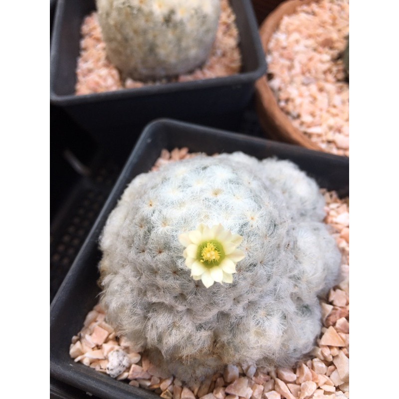 mammillaria-plumosa-ฟอร์มกอ-ไม้เมล็ด-สีสวย