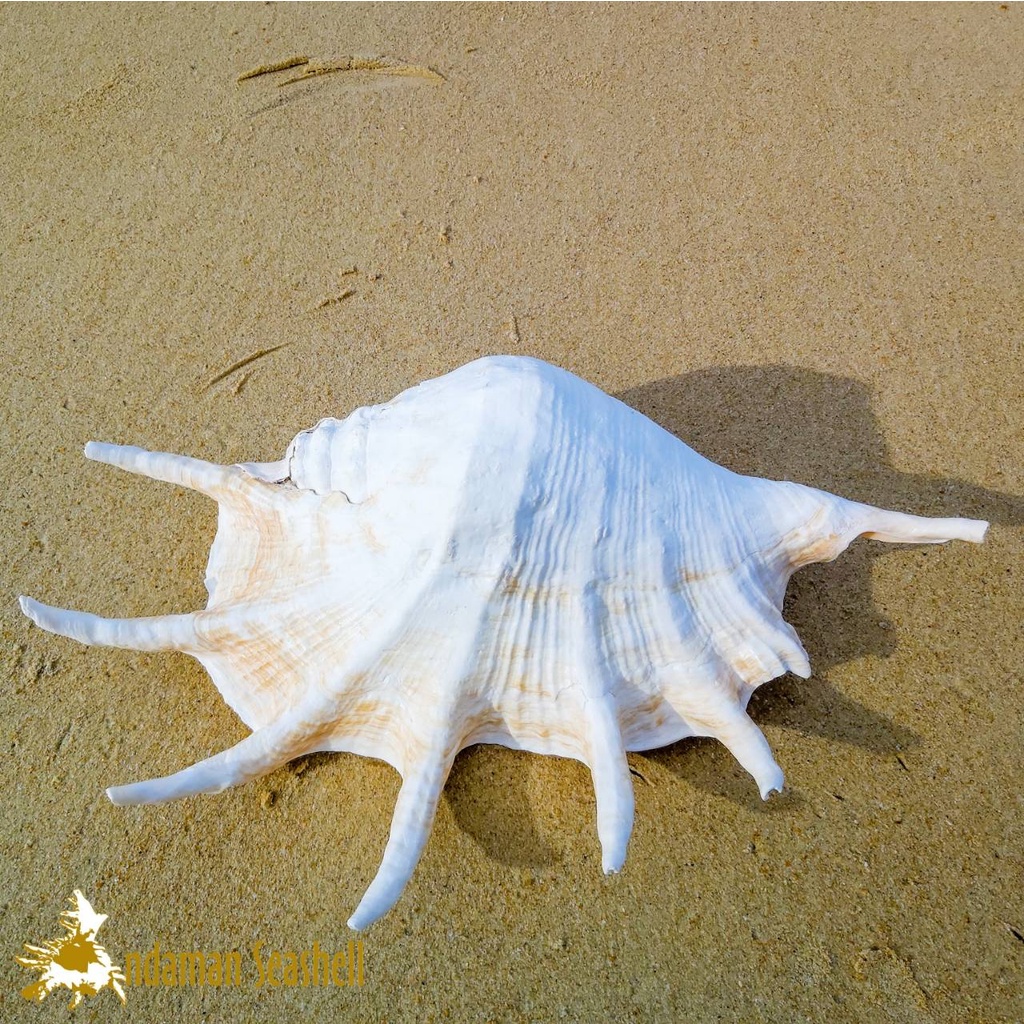 andaman-seashell-เปลือกหอย-หอยมือนาง-lambis-truncata