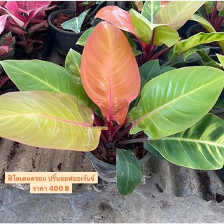 ฟิโลเดนดรอน ปริ้นออฟออเร้นจ์ 🌱 (Philodendron Prince of orange) กระถาง 8-10 นิ้ว