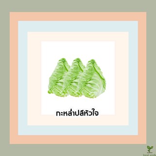 ภาพหน้าปกสินค้า🌱เมล็ดพันธุ์ผักสวนครัว กะหล่ำปลีหัวใจ 10 บาท 📌งอกดีมีคู่มือการปลูก  / ผักสวนครัว เมล็ดพันธุ์ผัก [10 แถม 1 คละได้] ผักผล ที่เกี่ยวข้อง