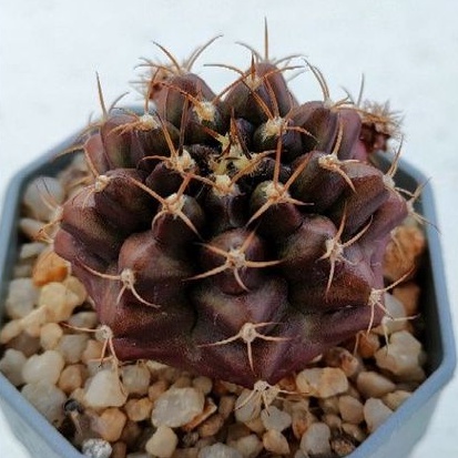 cake-cactus-farm-กระบองเพชร-gymnocalycium-mihanovichii-brown-sugar-ยิมโนสีน้ำตาลทองแดง-บราวซูก้า