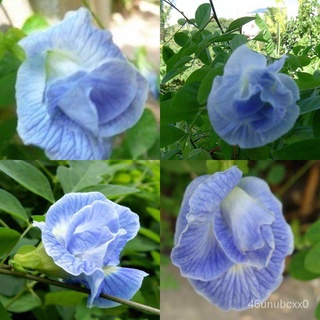 ผู้ผลิตเมล็ดพันธุ์/เมล็ดพันธุ์ อัญชัน ดอกอัญชันสีฟ้า กลีบซ้อน 5 ชั้น(Blue sky Butterfly Pea) บร/ขายดี พันธุ์ อินทรีย์ GT