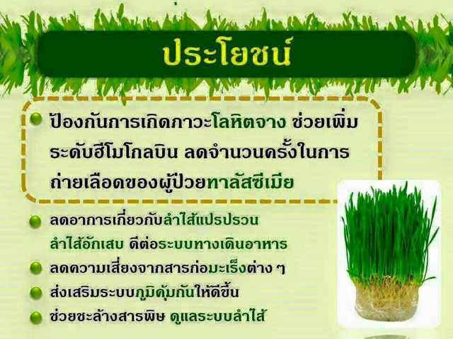 byeo-wheatgrass-ต้นข้าวอ่อนสาลี