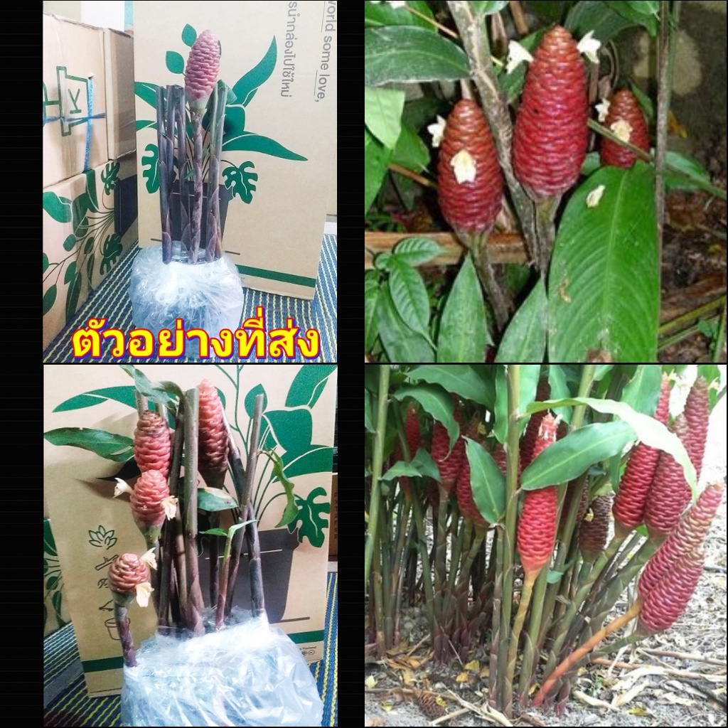 1กอ-กอ-ต้น-เหง้า-ต้นไพลดำ-ไพลดำ-ว่านไพลดำ-zingiber-ottensii-valeton-zingiberaceae-ไพลม่วง-ไพลสีม่วง-ดากเงาะ-จะเงาะ-ว่