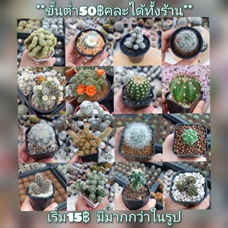 ส่งพร้อมกระถาง🌵กระบองเพชร แคคตัส ราคาถูก **ขั้นต่ำ50฿คละได้ทั้งร้าน**