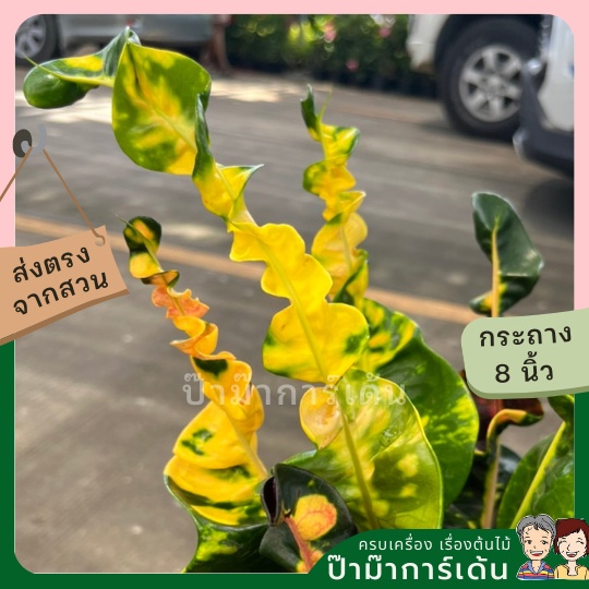 โกสน-พันธุ์เศรษฐี-ส่งพร้อมกระถาง-8-นิ้ว