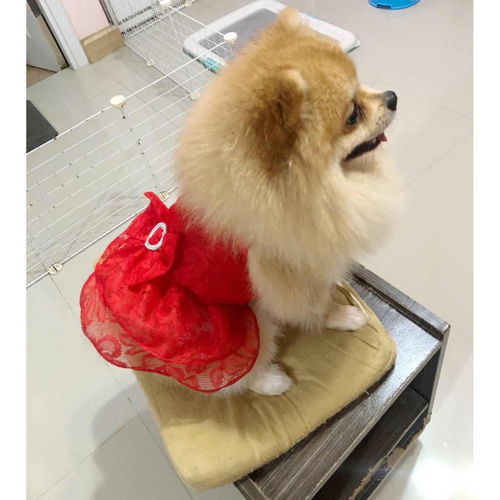 dogacat-เสื้อสุนัข-เสื้อหมา-เสื้อแมว-เดรสลูกไม้แดง