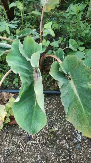 colocasia-papua-manise-ตัดสดไม่ตัดใบ-โคโลคาเซีย-ปาปัว-เเมนิส