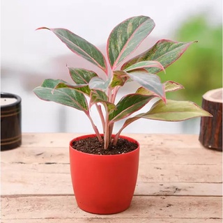 seeds Aglaonema 50 เมล็ด (ไม่ใช่พืชที่มีชีวิต)