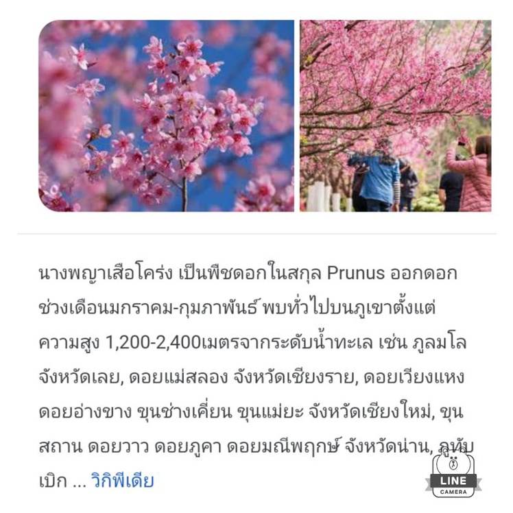 เมล็ดพันธุ์ต้นนางพญาเสือโคร่ง-เมล็ดพันธุ์ต้นซากุระเมืองไทย-ชุดล่ะ-50-เม็ด