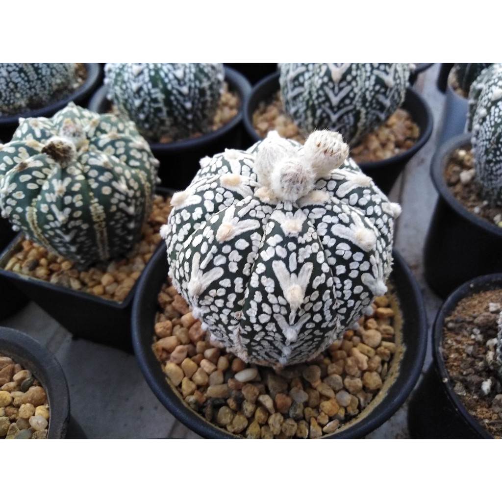 100-เมล็ด-เมล็ดกระบองเพชร-astrophytum-super-kabuto-v-type