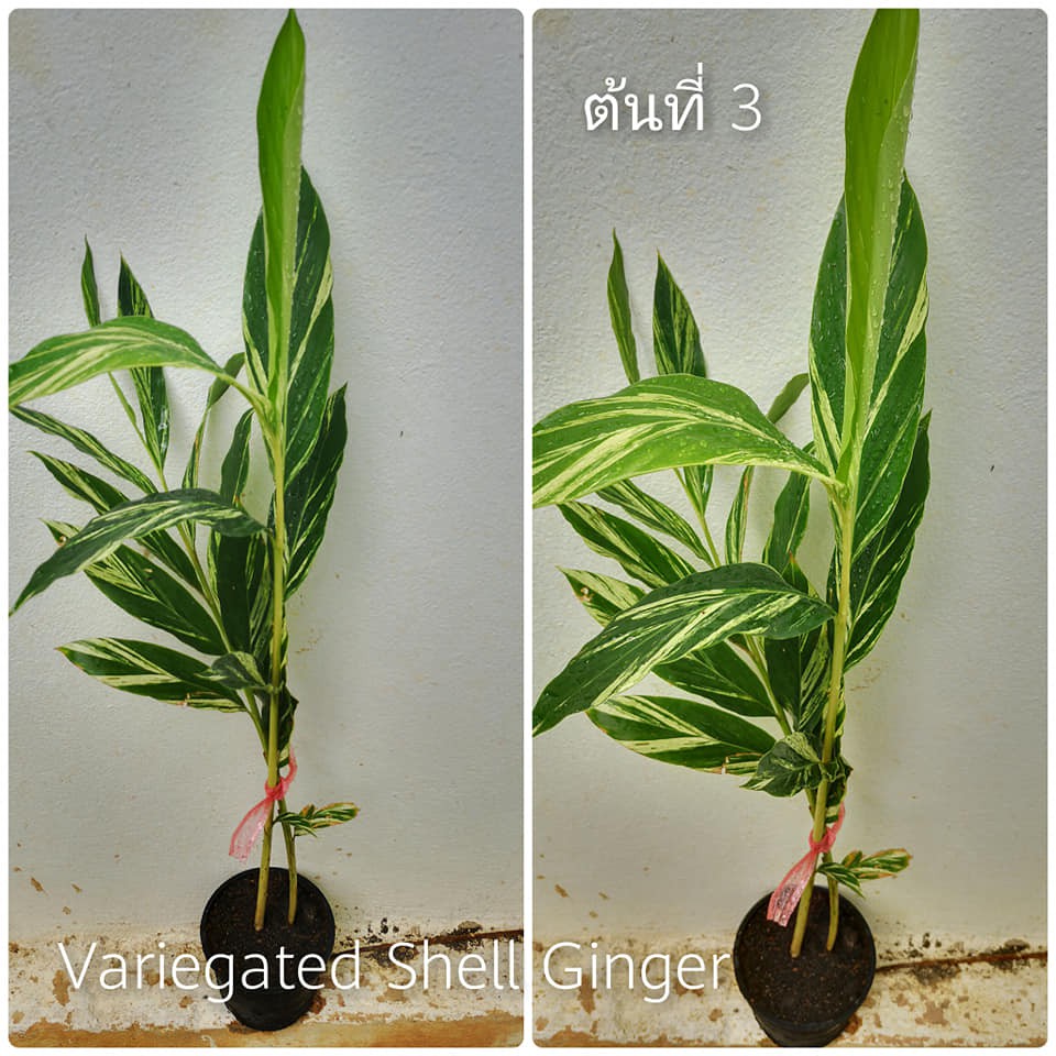 Variegated Shell Ginger ต้นข่าด่าง | Shopee Thailand