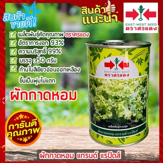 ผักกาดหอมตราศรแดง 50 กรัม 🌶 ผักสลัด  เมล็ดพันธุ์ ผักกาดหอม แกรนด์ แรปิดส์ เมล็ดพันธุ์ผักสวนครัว เมล็ดสลัด อัตราการงอกสูง