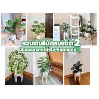 📌รวมฮิตต้นไม้สูง55-80ซม. **ครบเซต** ((ต้นไม้+กถ.มินิมอล5"ขาว+ขาตั้งไม้6"+หินตกแต่งฟรี))  ต้นไม้ปลอมแต่งบ้าน Leeartplants