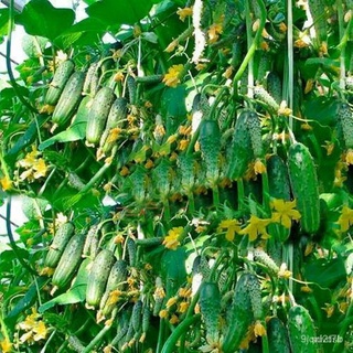 คละ สวนครัว ปลูก/20pcs Seeds Rare Cucumber Titus 45 Days F1 Pickling Vegetable Organic R/อินทรี/อินทรีย์ คละ สวนครัว ดอก