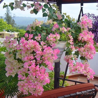 （เมล็ดพันธุ์ ถูก คละ）ต้นเฟื่องฟ้าแคระ เมล็ดดอกไม้ Mix Dwarf Bougainvillea flower seeds ไม้ประดับ ต้นบอนไซ ระเบียง ปลูกง่