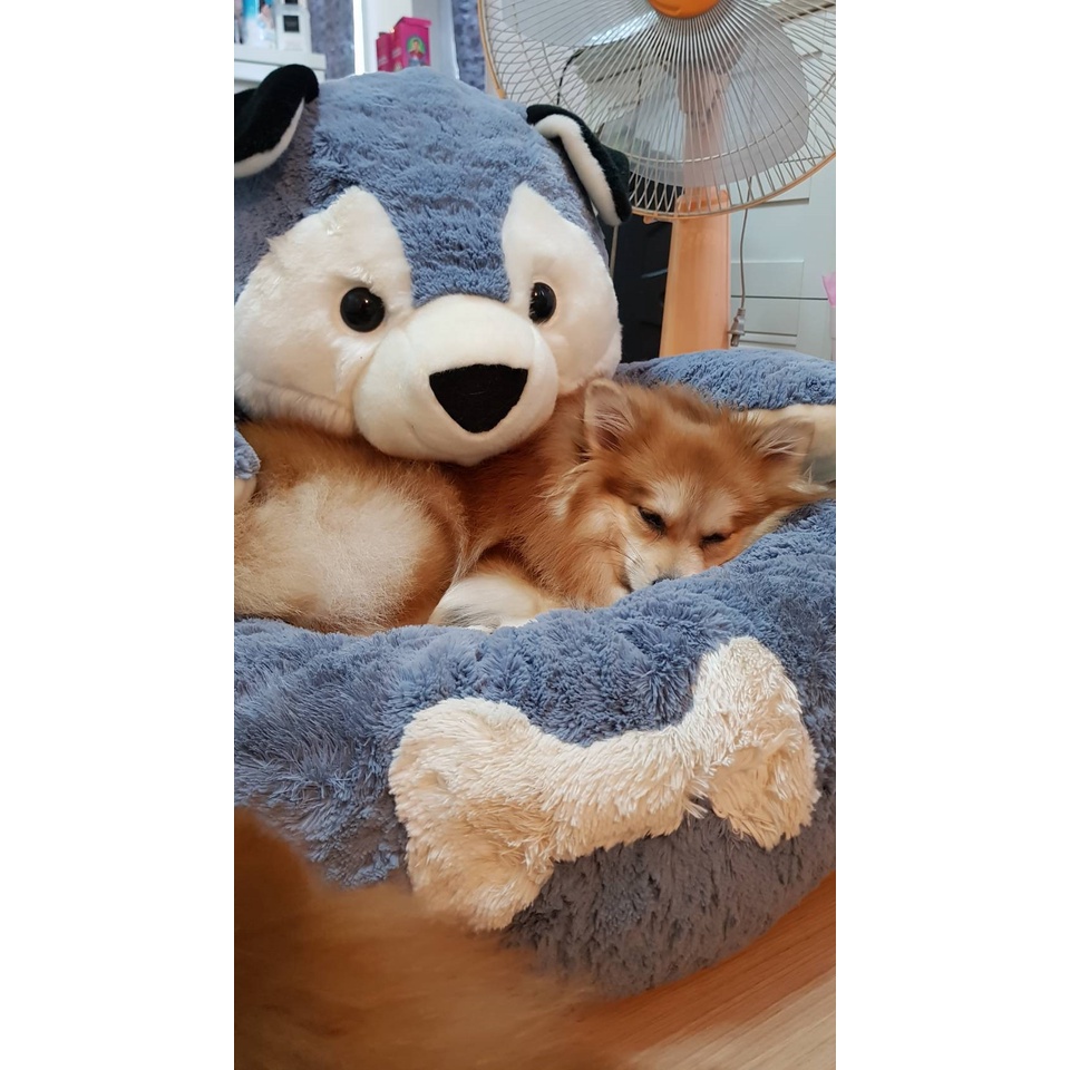 animal-bed-husky-ที่นอนน้องหมาน้องแมวสุดน่ารัก
