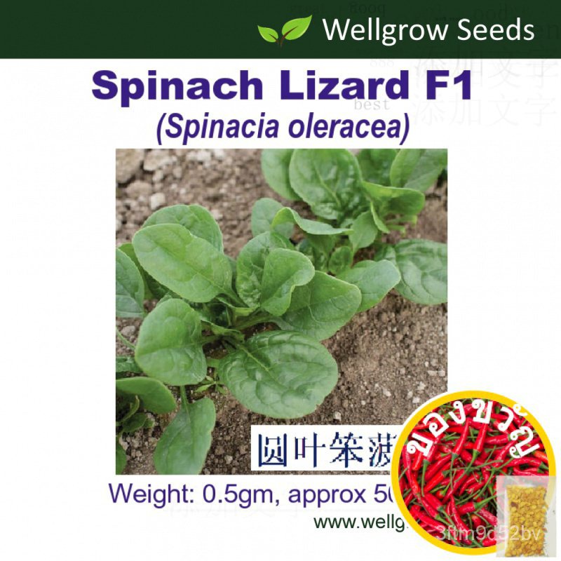 ผักโขมจิ้งจก-f1เมล็ดผักโขมทารก-0-5gm-50sds-ผักโขม-ต้านทานโรค-ผักโขมเมล็ดผัก-wellgrow-เมล็ด-mujy