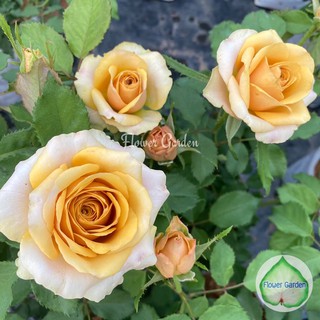 Flower Garden F430 กุหลาบ Golden Mustard rose โกลเด้น มัสตาร์ด (ติดดอก)🏆สีทอง สวยหรู ดอกหอม กุหลาบพุ่ม