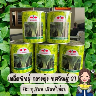 เมล็ดพันธุ์กวางตุ้ง ทศกัณฐ์ 37 ขนาด 500 กรัม