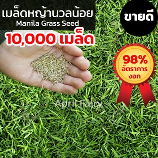 สินค้า [10,000+เมล็ด] เมล็ดหญ้านวลน้อย เมล็ดพันธุ์หญ้า เมล็ดหญ้า หญ้านวลน้อย Manila Grass Seed หญ้าปูสนาม สนามหญ้า ขายดี!