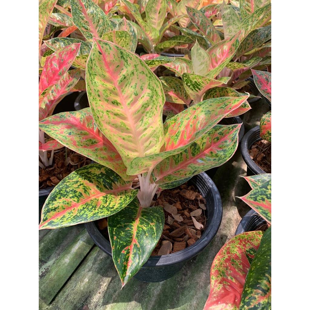 ต้นมหาเศรษฐี-ตระกูลแก้ว-กาญจนาหรืออโกลนีมา-aglaonema-อโกลนีมา-มหาเศรษฐี-aglaonema-กระถาง-8-นิ้ว