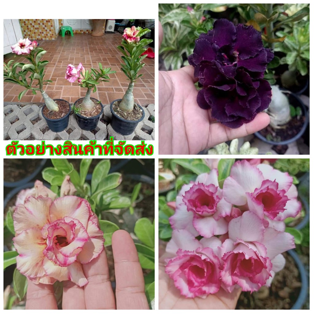 ขาย-ต้นพันธุ์-มีสีให้เลือก-ดอก-ต้น-ชวนชม-กุหลาบทะเลทราย-desert-rose-adenium-fadel