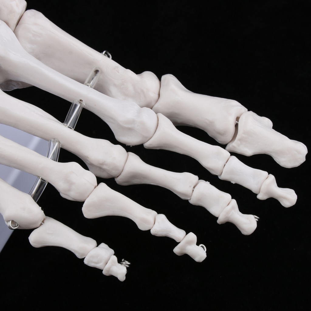 medical-life-size-human-foot-joint-skeleton-anatomical-model-human-anatomy