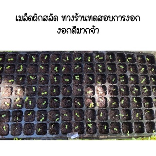 ภาพขนาดย่อของภาพหน้าปกสินค้าเมล็ดพันธุ์ผักสลัด  เมล็ดผัก  100-300เมล็ด เมล็ดผักสลัดต่างประเทศซองซีลสีดำสามารถปลูกลงดินและปลูกในน้ำได้ จากร้าน k_khvan บน Shopee ภาพที่ 3
