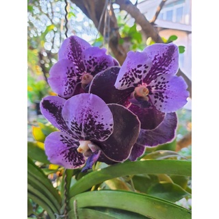 Vanda Vanda Orchid แวนด้ากล้วยไม้ ม่วงทูโทน จำหน่ายต้นพร้อมช่อดอกในกระถางชำ3นิ้ว