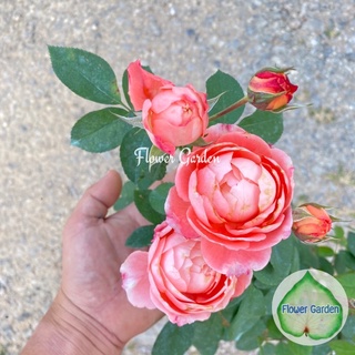 Flower Garden F546 กุหลาบ Romantic Tutu (โรแมนติก ตูตู) กุหลาบเลื้อยญี่ปุ่น พุ่มสูง กลิ่นหอม สีส้ม-ชมพู ดอกกลมเป็นช่อ