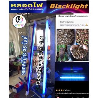 สินค้า หลอดไฟล่อแมลง🟣สีม่วงกับ🔵สีฟ้าน้ำทะเล Black Light ✅ 36/40 วัตต์ ยาว120ซม🔌‼️พร้อมรางพร้อมสายไฟ+ปลั๊กตัวผู้ 5,10,20,50เมตร