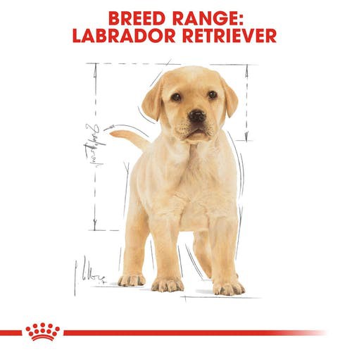 cheaper-royal-canin-labrador-retriever-puppy-3kg-โรยัลคานิน-อาหารลูกสุนัข-ลาบราดอร์-รีทริฟเวอร์-ขนาด-3-กิโลกรัม