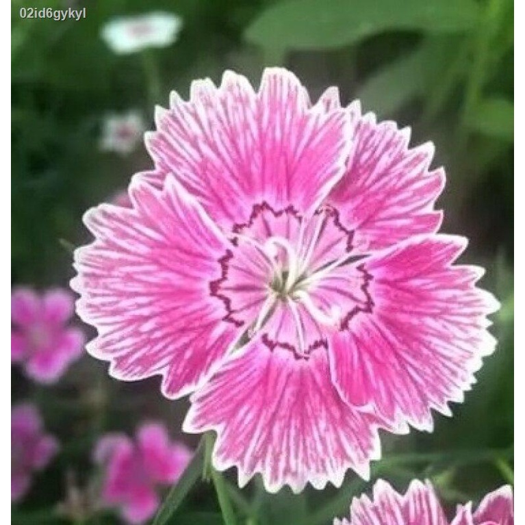 เมล็ดบอนสีแท้-บอนสี-200เมล็ด-dianthus-flower-seed-เมล็ดพันธุ์-ดอกผีเสื้อ-บอนสีแปลกๆ-ต้นบอนสี-ต้นบอนสีแปลกๆ-บอนสีนางไหม-บ