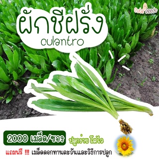 เมล็ดพันธุ์ผักชีฝรั่ง 2000 เมล็ด อัตราการงอก95% ปลูกง่าย โตไว (แถมฟรี เมล็ดผักทุกออเดอร์)