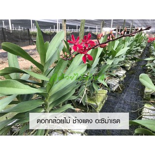 ภาพขนาดย่อของภาพหน้าปกสินค้าต้นกล้วยไม้ ช้างแดง อะซิม่าเรด Red Azima อายุ 1 ปี สูง 30 ซม. สีแดง จำนวน 1 ต้น พร้อมให้ดอก จากร้าน bangkokgreen บน Shopee ภาพที่ 3