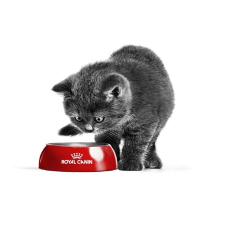 royal-canin-hairskin-care-adult-cat-food-400-g-สูตรบำรุงขนและผิวหนัง-สำหรับแมว-อายุ-1-ปีขึ้นไป-หมดอายุ-26-08-20