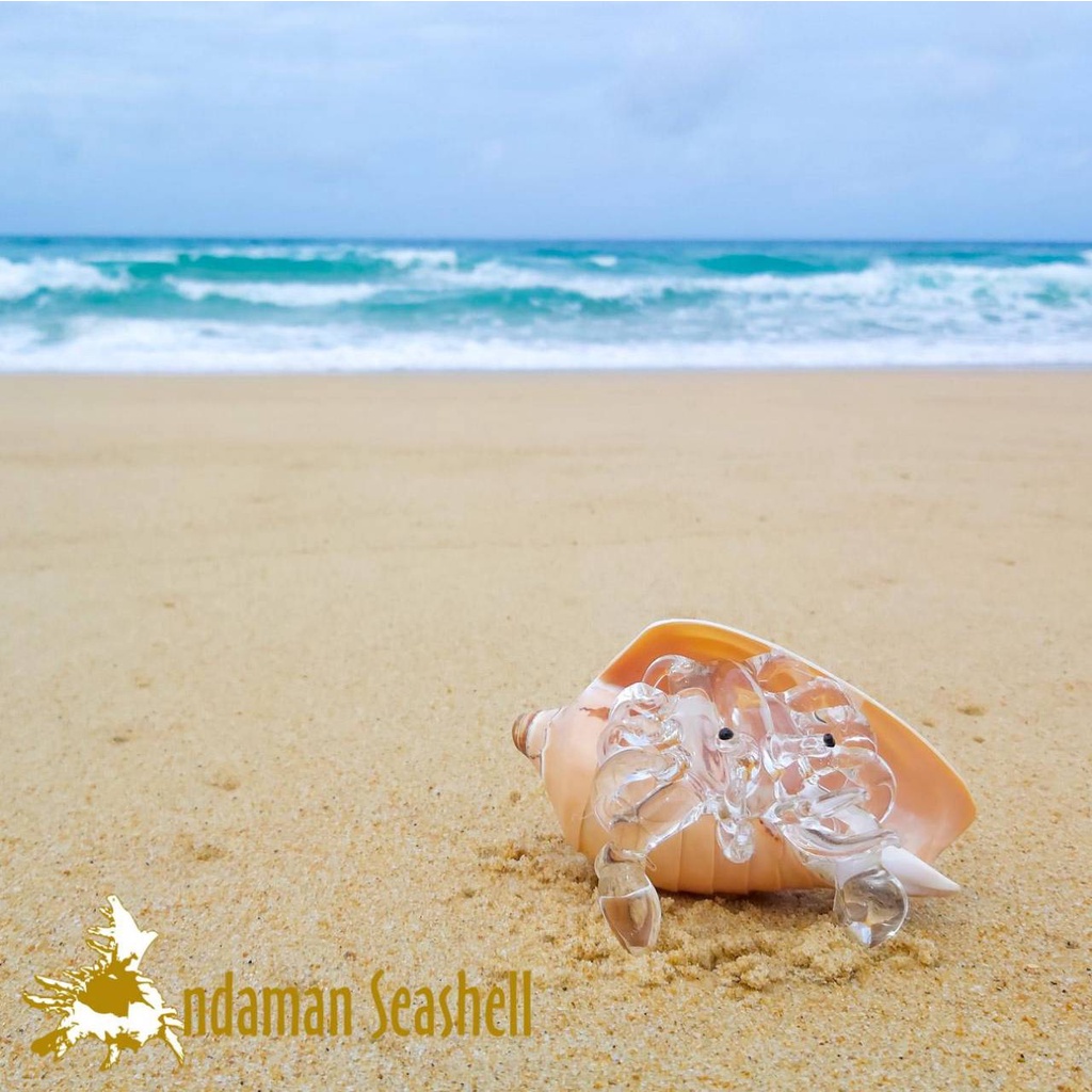 andaman-seashell-แก้วเป่าติดเปลือกหอย-รูปปูเสฉวน-ติดเปลือกหอยโนรี-แกะลาย-cymbiola-nobilis