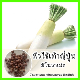 พร้อมส่ง ❗ รหัส มล็ดพันธุ์ OP แท้   หัวไชเท้าญี่ปุ่นมิโนวาเสะ - Japanese Minowase 50 เมล็ด (ไม่ใช่พืชที่มีชีวิต)