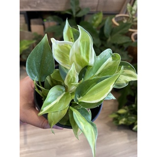 Philodendron Hederaceum ‘Brasil’ creamsplash ฟิโลบราซิลสามสี พลูบลาซิล