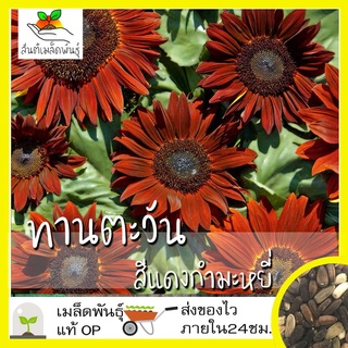 เมล็ดพันธุ์ ดอกทานตะวัน สีแดงกำมะหยีเมล็ด Velvet Queen Sunflower เมล็ดพันธุ์แ（นี่มันเมล็ดพืช ไม่ใช่พืช!）