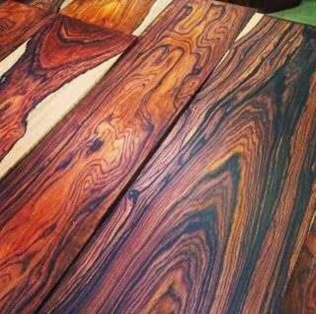 ต้นกล้า-cocobolo-ไม้สกุลพยุงที่โตเร็วที่สุด-และมีความต้องการอย่างสูงในตลาดจีนตอนนี้