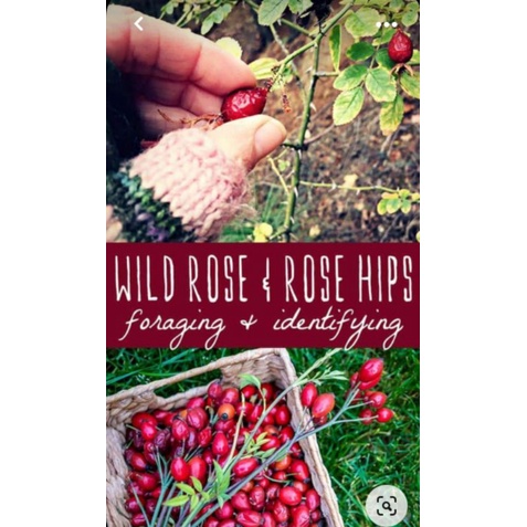 ถูกที่สุด-เมล็ดสำหรับเพาะ-rosehip-โรสฮิป-10เมล็ด-50บาทนำเข้าจากประเทศตุรกี-ของแท้100-ระวังของลอกเลียนแบบ