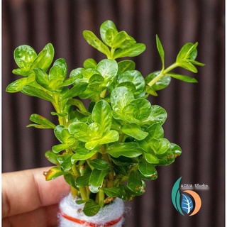 ต้นไม้น้ำ  ก้านธูปเขียวน่าน ไม้น้ำไทย Rotala indica bonsai Nan (ของใหม่)