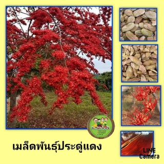 เมล็ดพันธุ์ต้นประดู่แดง เมล็ดพันธุ์ต้นไม้ประดับ เมล็ดพันธุ์ต้นไม้ดอก ชุดล่ะ 20 เม็ด