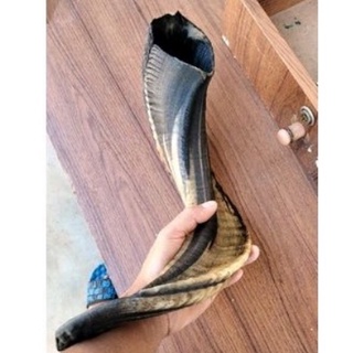 Garut Sheep Horn shofar shofar ของแท้ งานฝีมือ สําหรับแกะ || เป่าง่าย || เพลงดี || ทรัมเป็ตแตรโชฟาร์