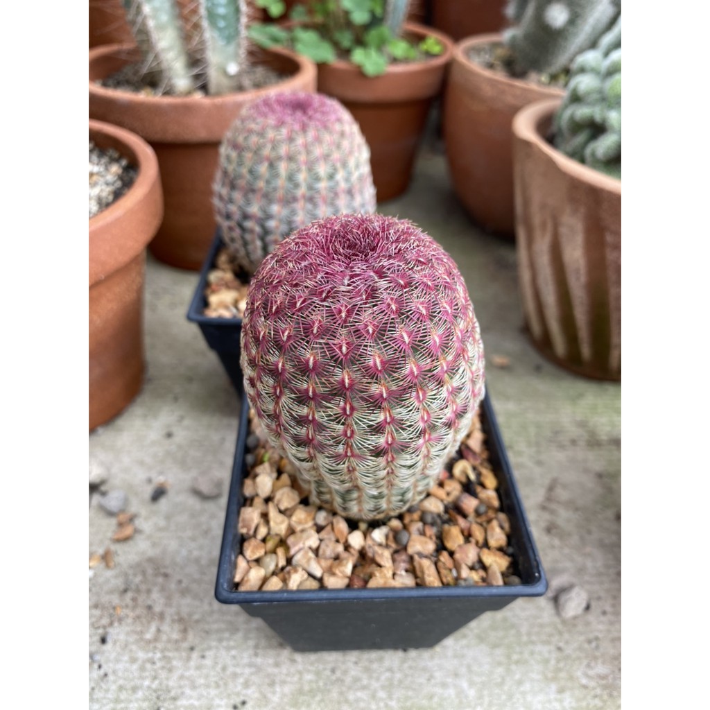 เมล็ดพันธุ์-เรนโบว์-rainbow-cactus-echinocereus-rigidissimus-5-เมล็ด-cactus-แคคตัส-กระบองเพชร