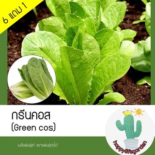 เมล็ดพันธุ์ กรีนคอสผักสลัด Green cos50 เมล็ด (ไม่ใช่พืชที่มีชีวิต)