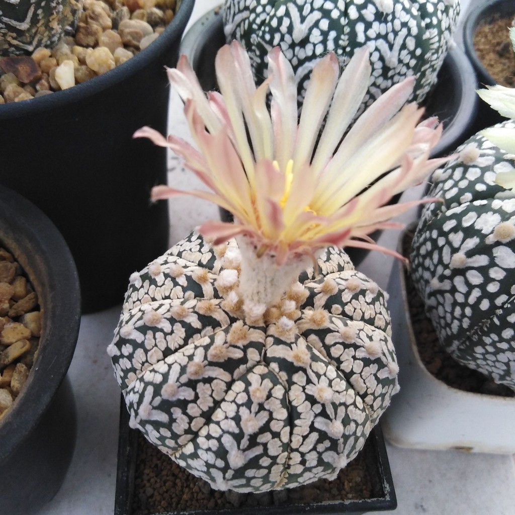 100-เมล็ด-เมล็ดกระบองเพชร-astrophytum-super-kabuto-v-type